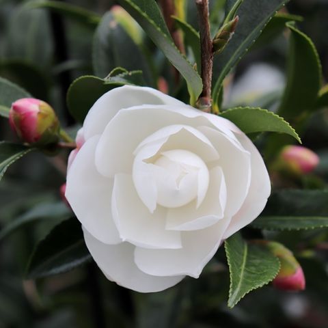 Camellia sasanqua 'Early Pearly' Trellis