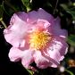 Camellia sasanqua 'Edna Butler'