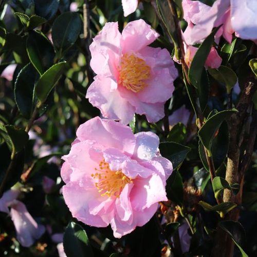 Camellia sasanqua 'Edna Butler'