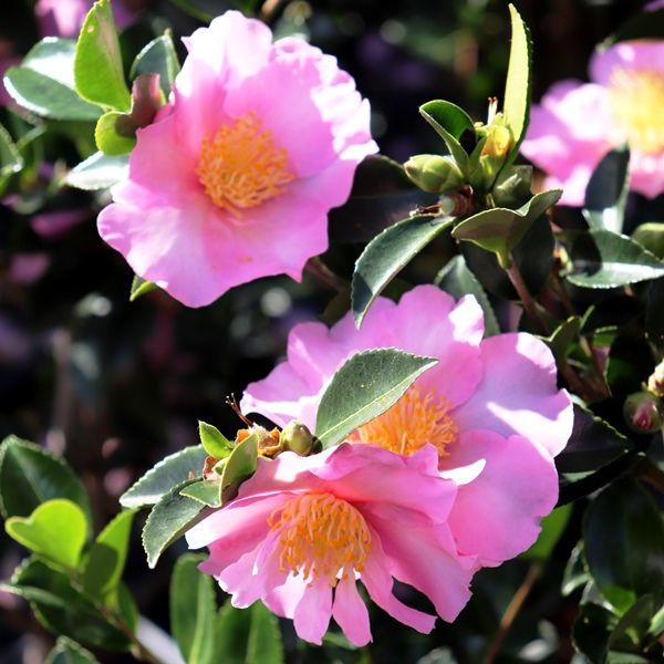 Camellia sasanqua 'Edna Butler'