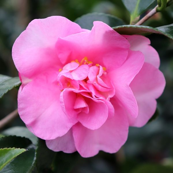 Camellia sasanqua 'Jennifer Susan'