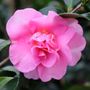 Camellia sasanqua 'Jennifer Susan'