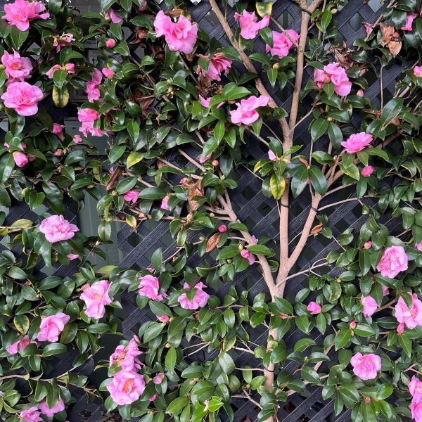 Camellia sasanqua 'Jennifer Susan' Trellis