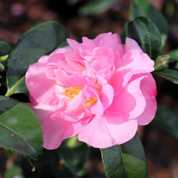 Camellia sasanqua 'Jennifer Susan' Trellis