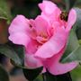 Camellia sasanqua 'Jennifer Susan' Trellis