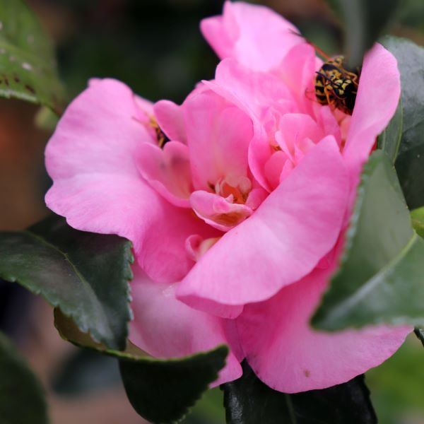 Camellia sasanqua 'Jennifer Susan'