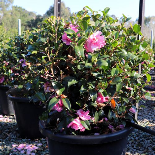 Camellia sasanqua 'Jennifer Susan' Ball