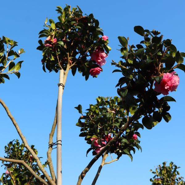 Camellia sasanqua 'Jennifer Susan' Cloud