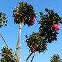 Camellia sasanqua 'Jennifer Susan' Cloud