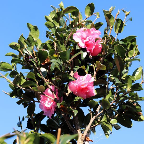 Camellia sasanqua 'Jennifer Susan' Cloud