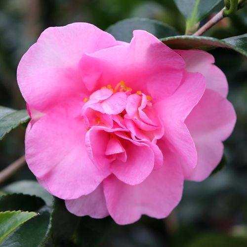 Camellia sasanqua 'Jennifer Susan' Cloud