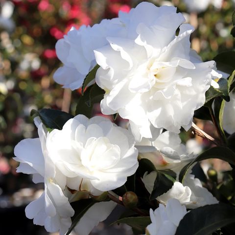 Camellia sasanqua 'Paradise Avalanche' pbr