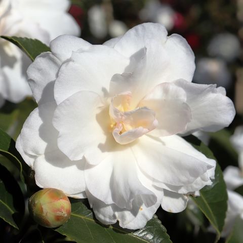Camellia sasanqua 'Paradise Avalanche' pbr