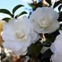 Camellia sasanqua 'Paradise Avalanche' pbr