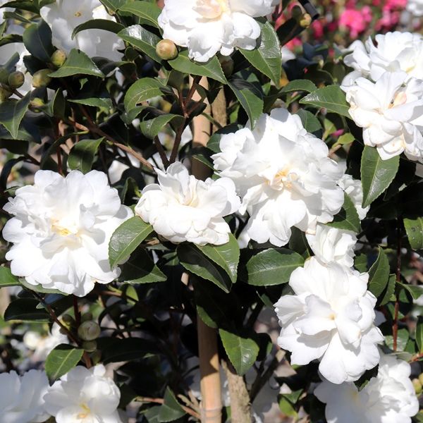 Camellia sasanqua 'Paradise Avalanche' pbr