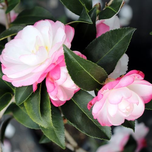 Camellia sasanqua 'Paradise Blush'