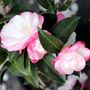 Camellia sasanqua 'Paradise Blush'