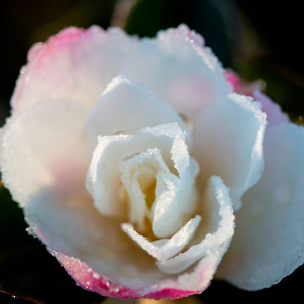 Camellia sasanqua 'Paradise Blush'