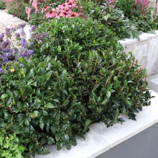 Camellia sasanqua 'Paradise Blush' Ball