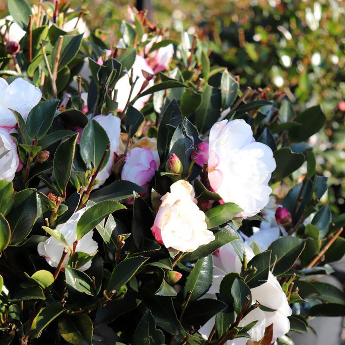 Camellia sasanqua 'Paradise Blush' Ball