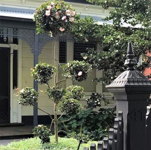 Camellia sasanqua 'Paradise Blush' Cloud