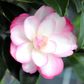 Camellia sasanqua 'Paradise Blush' Cloud