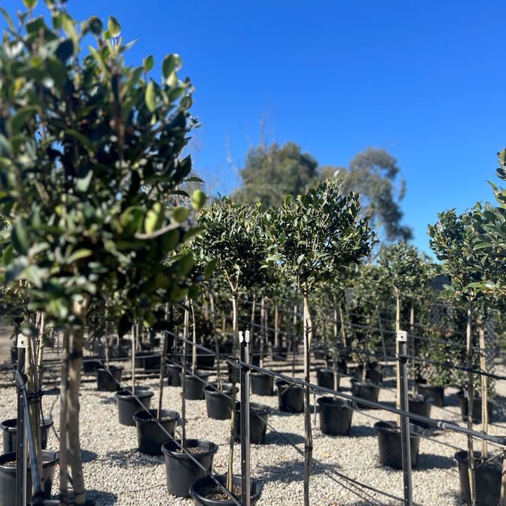 Camellia sasanqua 'Paradise Blush' Standard