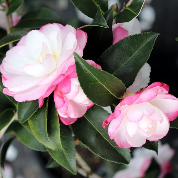 Camellia sasanqua 'Paradise Blush' Standard