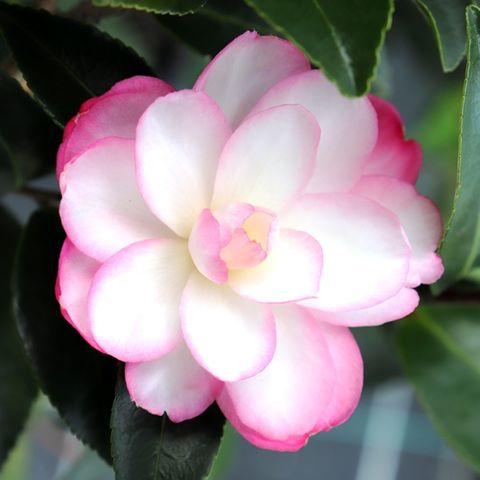 Camellia sasanqua 'Paradise Blush' Standard
