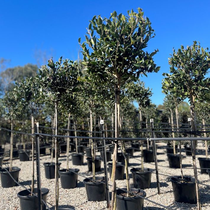 Camellia sasanqua 'Paradise Blush' Standard