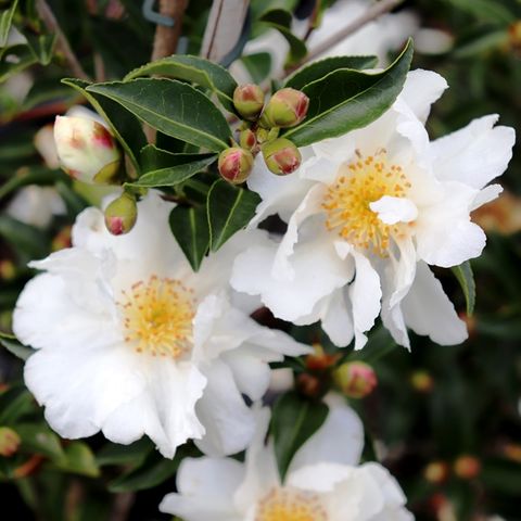 Camellia sasanqua 'Edna Butler' - Warners Nurseries