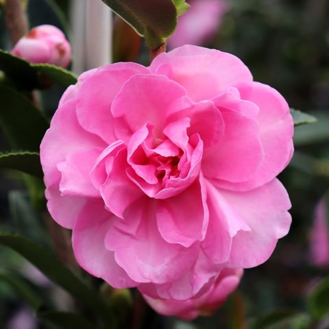 Camellia sasanqua 'Asakura' - Warners Nurseries