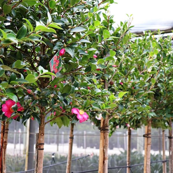 Camellia sasanqua Standard