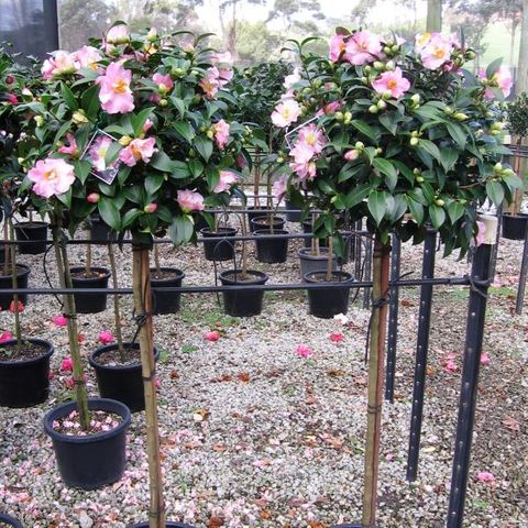 Camellia sasanqua Standard - Warners Nurseries