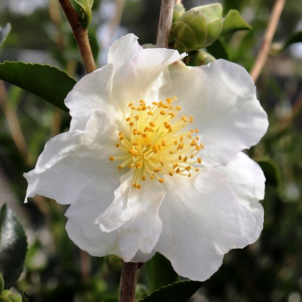 Camellia sasanqua 'Setsugekka'