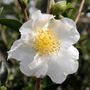 Camellia sasanqua 'Setsugekka'