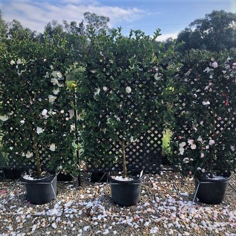 Camellia Sasanqua Espalier Evergreen Plants, Understory, 45% OFF