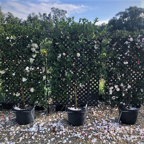 Camellia sasanqua 'Setsugekka' Trellis