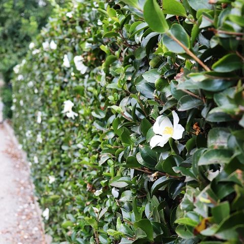 Camellia Sasanqua Setsugekka Warners Nurseries