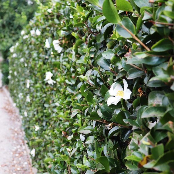 Camellia sasanqua 'Setsugekka'