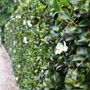Camellia sasanqua 'Setsugekka'