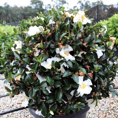 Camellia sasanqua 'Setsugekka' Ball