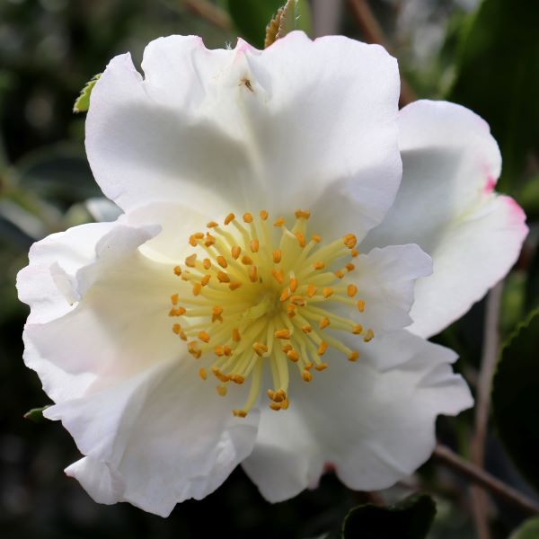 Camellia sasanqua 'Setsugekka' Ball