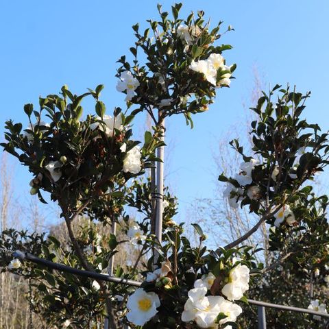 Camellia sasanqua 'Setsugekka' Cloud