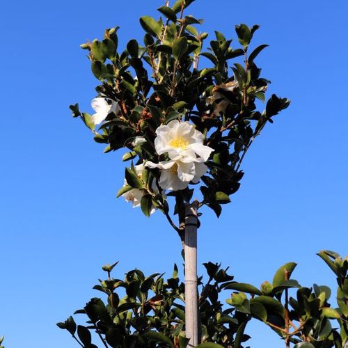 Camellia sasanqua 'Setsugekka' Cloud