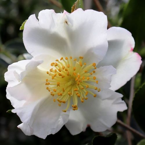 Camellia sasanqua 'Setsugekka' Cloud