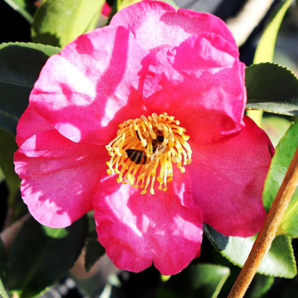 Camellia sasanqua Trellis