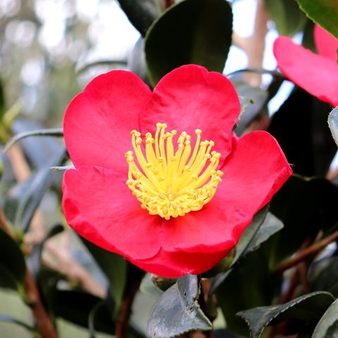 Camellia sasanqua 'Yuletide'