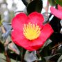 Camellia sasanqua 'Yuletide'