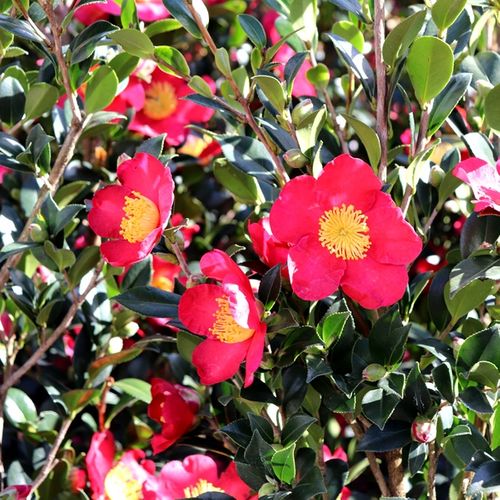 Camellia sasanqua 'Yuletide'